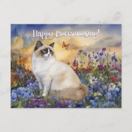 Ragdoll Postcross - Cartão postal