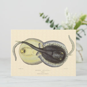 Raias Pontilhadas, Animais Marinhos Antigos