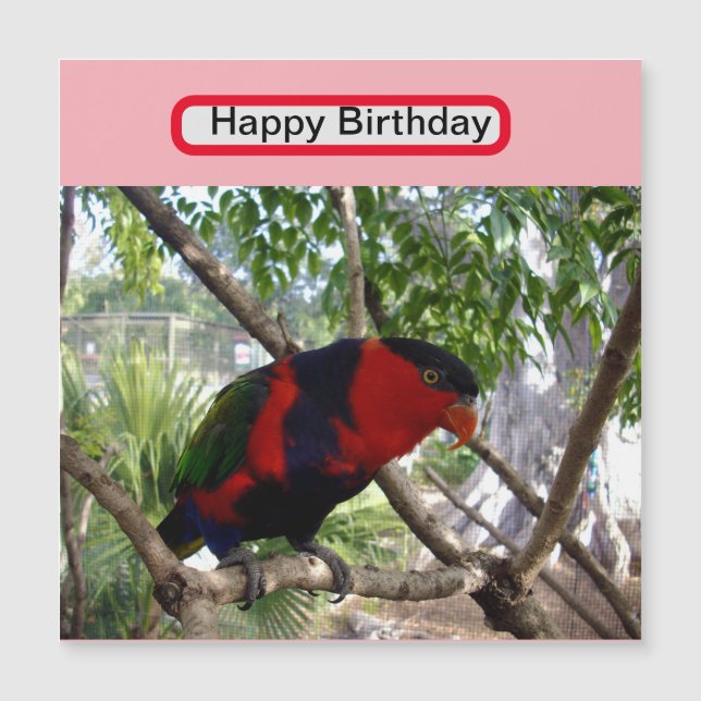 Rainbow Feather: Bonito australiano Lorikeet, (Frente)