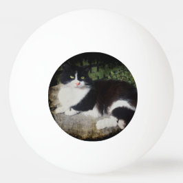 Rainha da bola de Pong do sibilo do gato do jardim