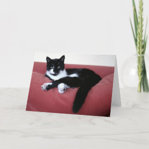 Rainha Gato 2 Cartão com fotos / irmão gato em ban