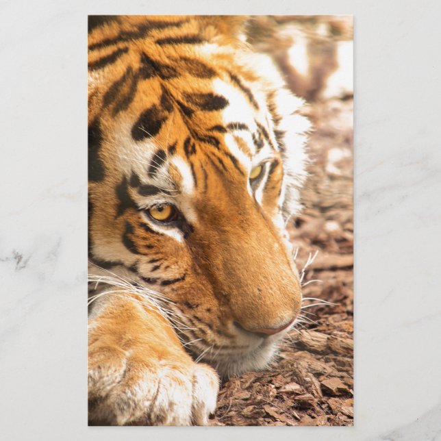 Raio de Tigre (Frente)