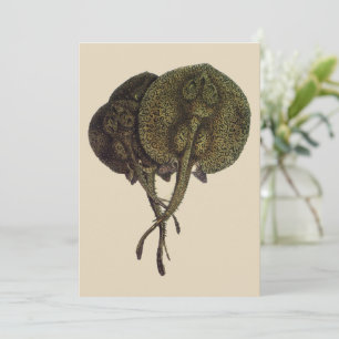 Raios-Cama Vintage Rays Stingrays, Animais da Vida