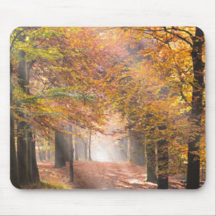 Raios de sol em um mousepad da floresta do outono