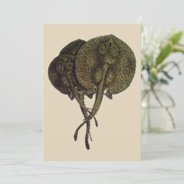 Raios Sting Vintage Raios Sting, Animais da Vida M (Em pé/Frente)