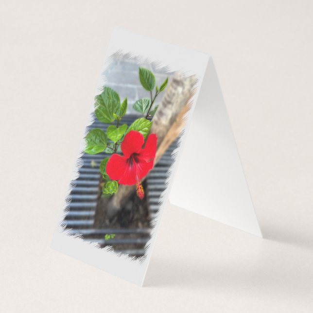 Raiz de árvore do Hibiscus (Verso)