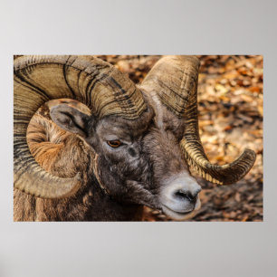 Ram Sheep Mountain Nature Wall Poster