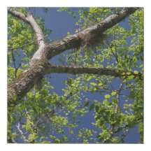 Ramificações de folhas de árvores e céu azul