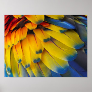 Ranhura de Emergência do Toucan - Poster de Macaw 