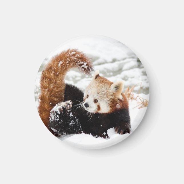 Rapaz vermelho de panda como íman (Frente)