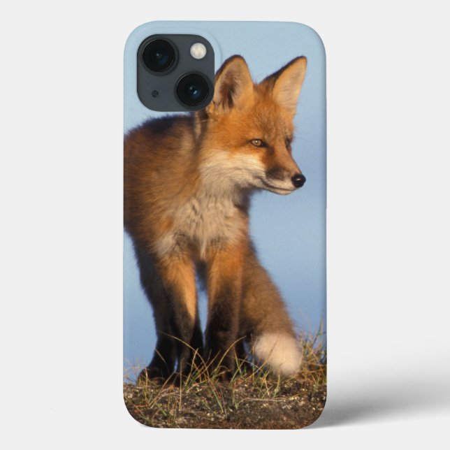 raposa vermelha, vulpes do Vulpes, nas 1002 áreas (Verso)