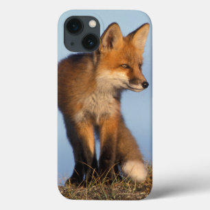 raposa vermelha, vulpes do Vulpes, nas 1002 áreas