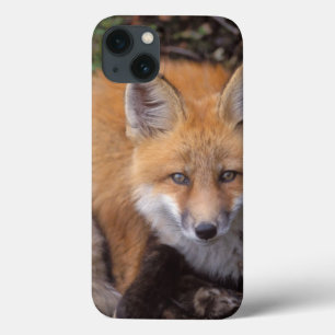 raposa-vermelha, Vulpes vulpes, em cores de outono
