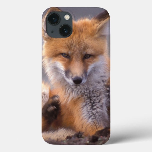 raposa vermelha, Vulpes vulpes, filhote se coçando (Verso)