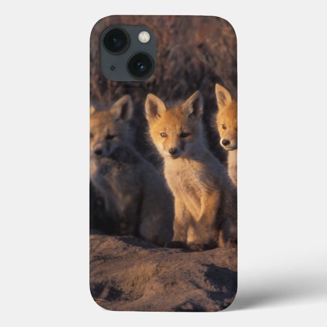raposa-vermelha, Vulpes vulpes, filhotes (Verso)