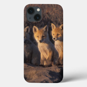 Raposa vermelha, Vulpes vulpes, kits fora da sua