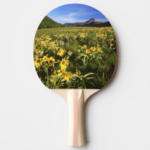 Raquete De Ping Pong A raiz-de-bálsamo arrowleaf cobre a pradaria com