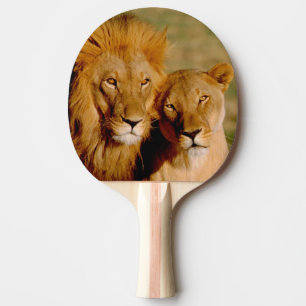Raquete De Ping Pong África, Namíbia, Okonjima. Leão & leoa
