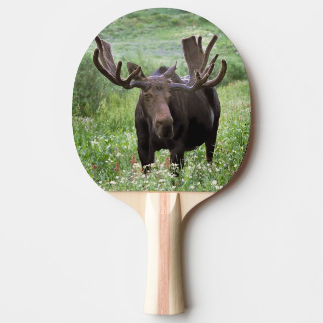 Raquete De Ping Pong Alce macho Alces alces) em flores silvestres, (Frente)