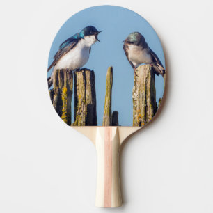 Raquete De Ping Pong Andorinha-bicolor macho e fêmea