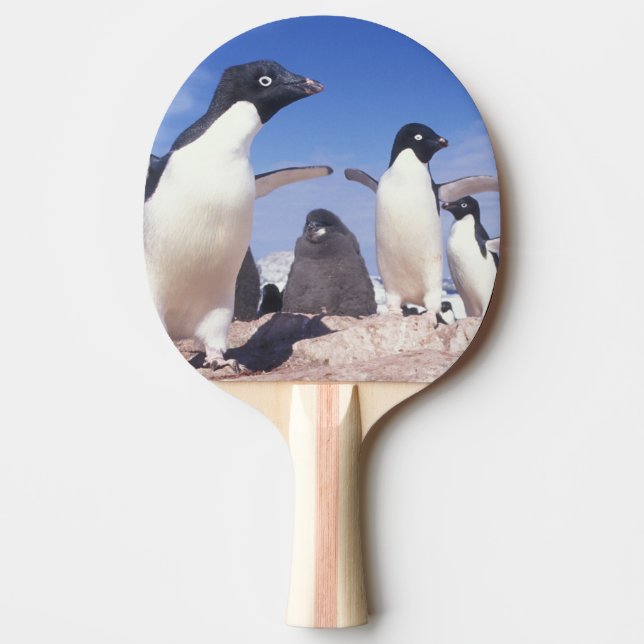 Raquete De Ping Pong Antártica, Pinguim Adelie Pygoscelis (Frente)
