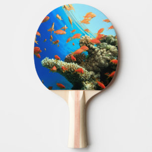 Raquete De Ping Pong Anthias de Lyretail no recife de corais