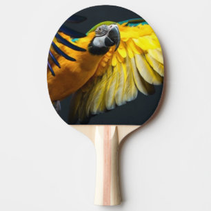 Raquete De Ping Pong Ara colorido do vôo em um fundo escuro