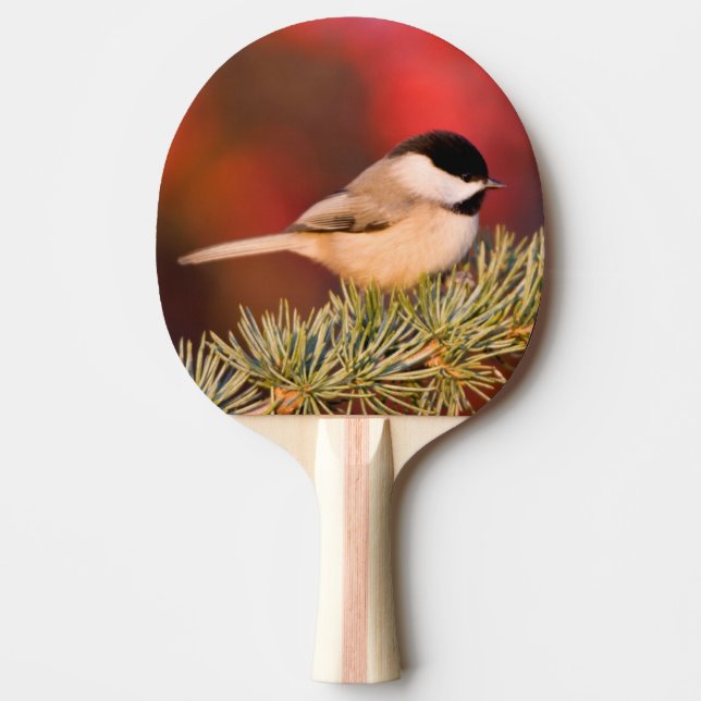 Raquete De Ping Pong Carolina Chickadee em Blue Atlas Cedar (Frente)