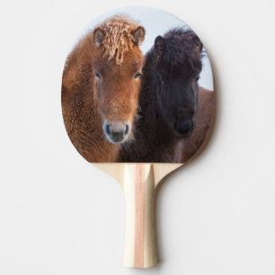 Raquete De Ping Pong Cavalo islandês durante o inverno na Islândia