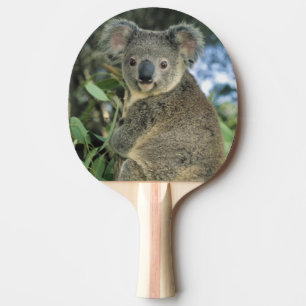 Raquete De Ping Pong Coala, Phascolarctos cinereus), em perigo,
