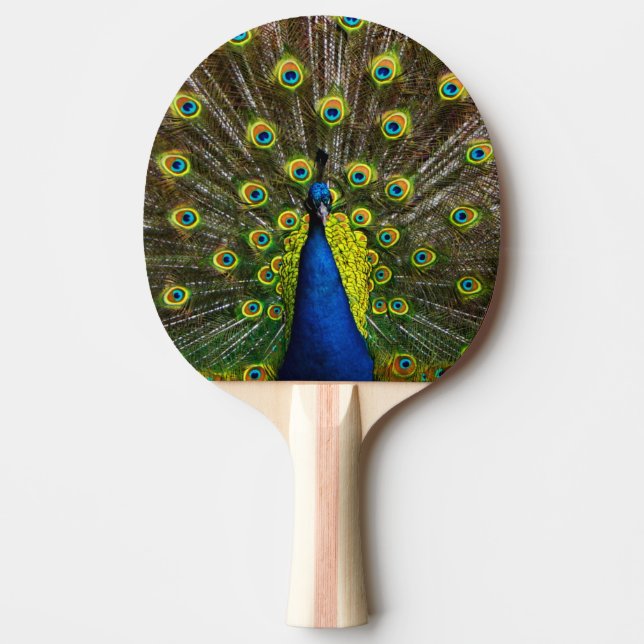 Raquete De Ping Pong Colorful peacock (Frente)