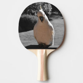 Raquete De Ping Pong Curioso Cacatua de Crista Amarela