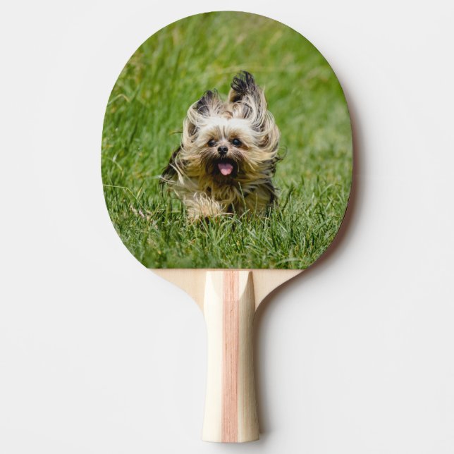 Raquete De Ping Pong Cute Yorkshire Terrier passando por Grass (Frente)