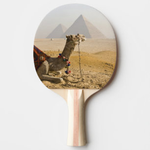 Raquete De Ping Pong Egito, Cairo. Um camelo solitário