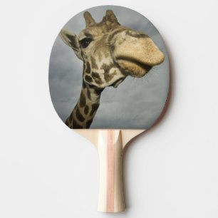 Raquete De Ping Pong EUA, Texas, Fossil Rim Wildlife Area, girafa