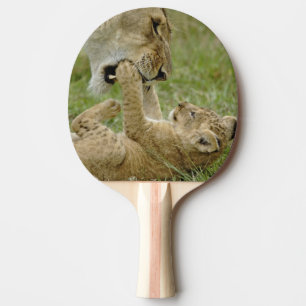 Raquete De Ping Pong Filhote de Leão Brincando