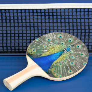 Raquete De Ping Pong Foto de pavão azul linda