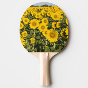 Raquete De Ping Pong França, Provença, Valensole. Campo de
