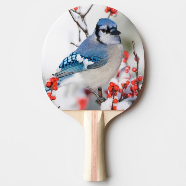 Raquete De Ping Pong Gaio-azul em Winterberry-comum (Frente)