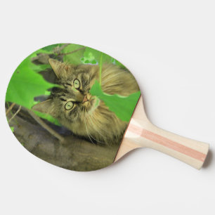 Raquete De Ping Pong Gato Maine Coon na Árvore