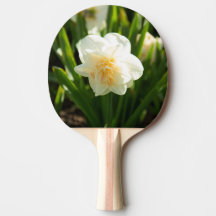 Grandes narcisos brancos em um dia de primavera