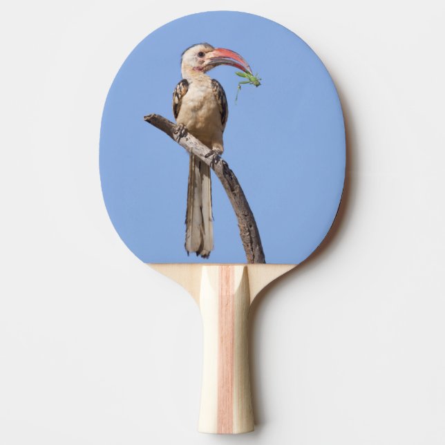 Raquete De Ping Pong Hornbill (Frente)