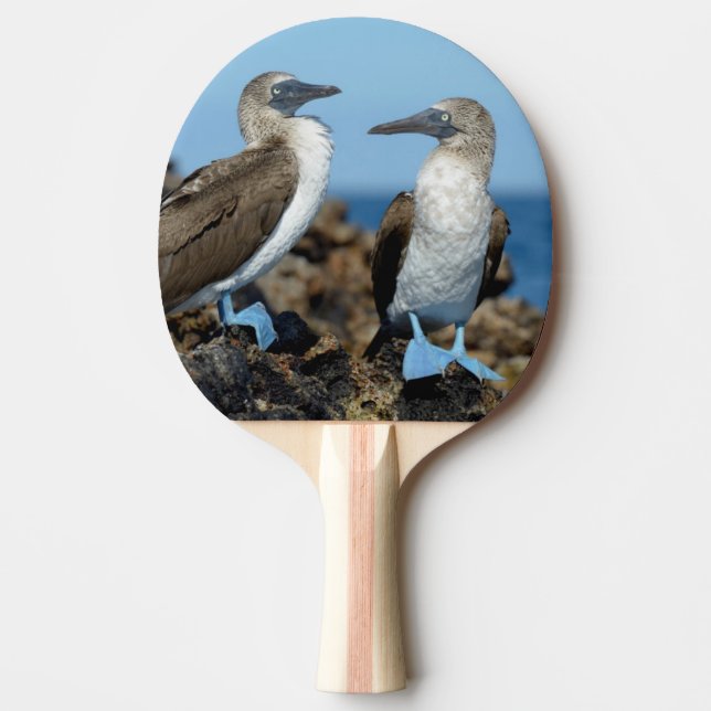 Raquete De Ping Pong Ilhas Galápagos, Ilha Isabela (Frente)