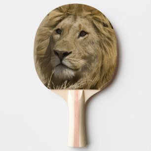 Raquete De Ping Pong Leão africano, Panthera leo, retrato da