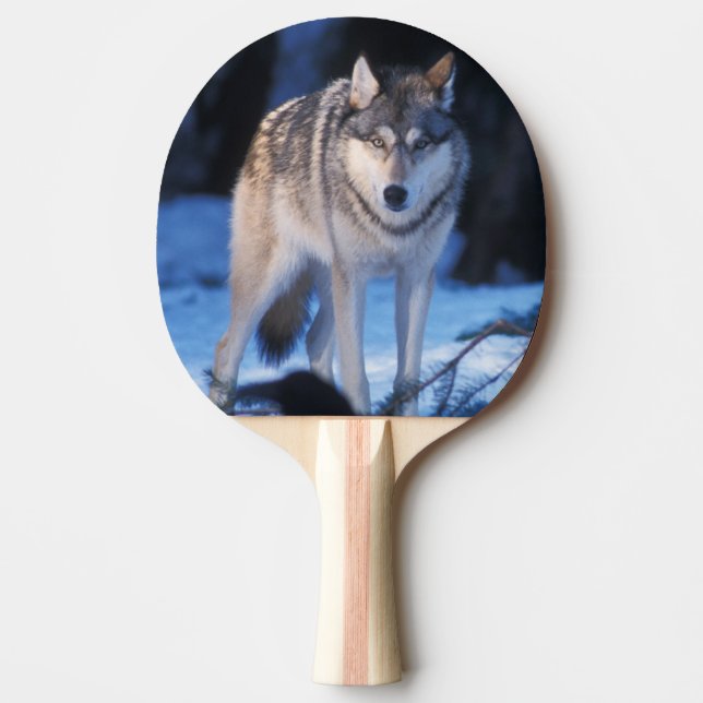 Raquete De Ping Pong Lobo-cinza, Canis lupus, nos sopés (Frente)