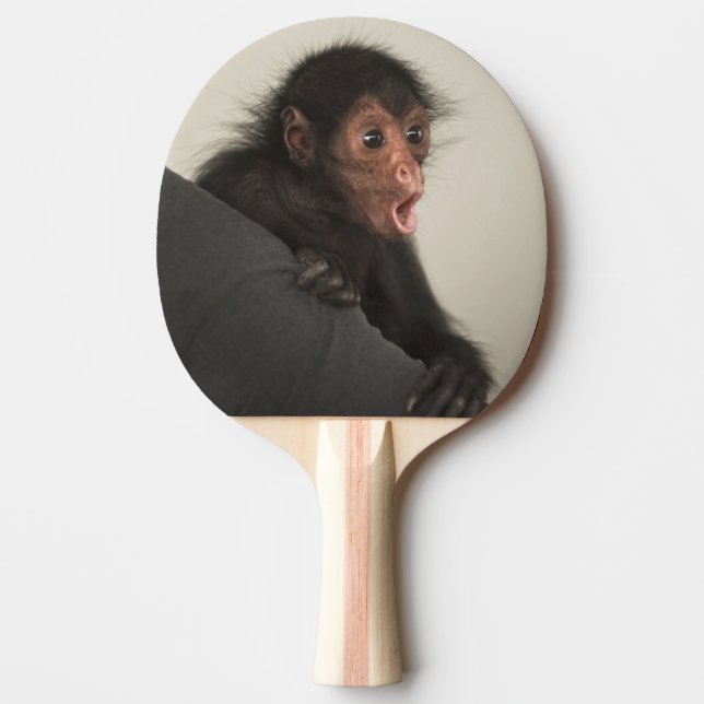 Raquete De Ping Pong Macaco-aranha-de-cara-vermelha Ateles paniscus) (Frente)