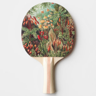 Raquete De Ping Pong Musgos, Muscinae Laubmoose por Ernst Haeckel