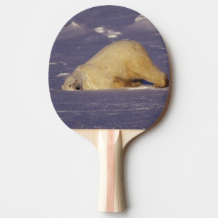 Raquete De Ping Pong NA, Canadá, Manitoba, Churchill, Urso polar