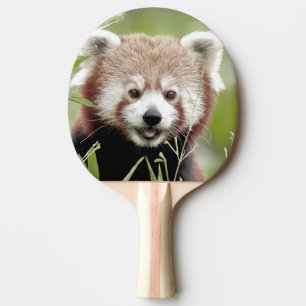 Raquete De Ping Pong pá pingue-pongue Photo red panda, animais.
