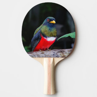 Raquete De Ping Pong Pala de Ping Pong Pájaro de Colores Sentado
